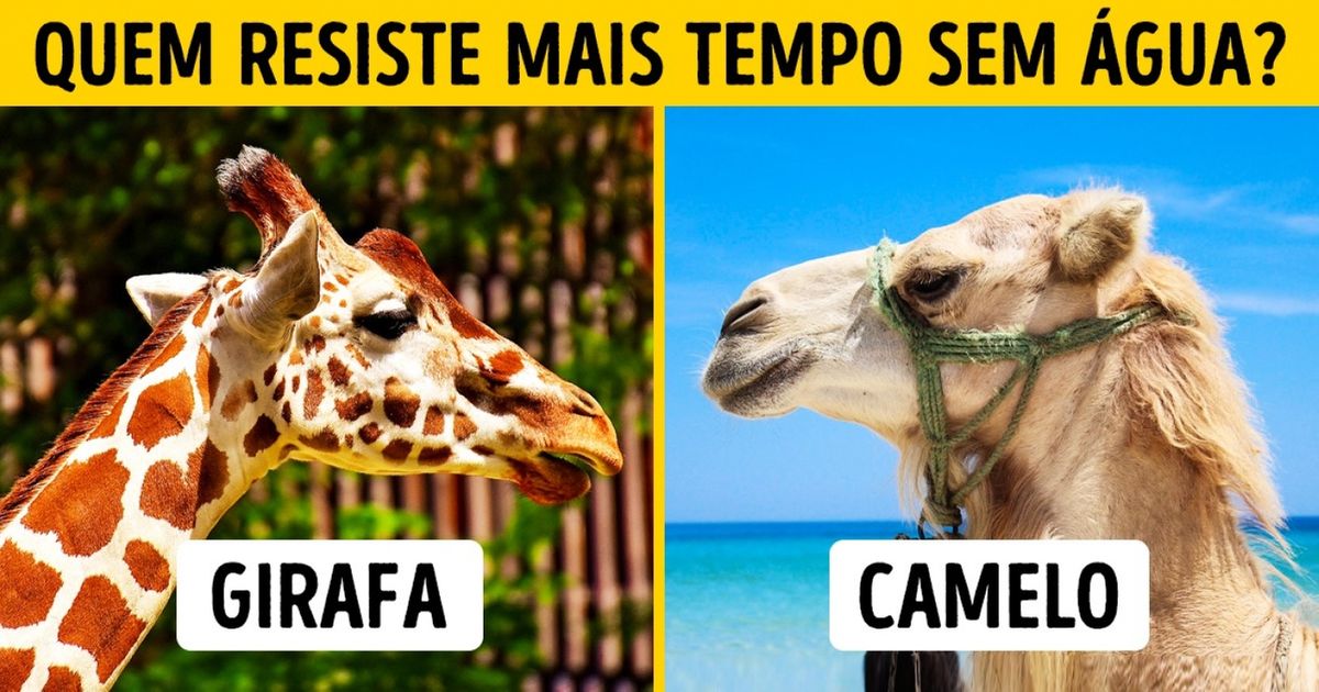 Você consegue responder estas perguntas de alunos comuns? Você consegue responder estas perguntas de alunos comuns?