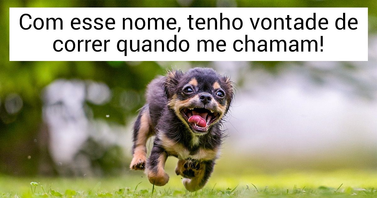 Como dizer ’amigo’ em 30 idiomas para dar nome a seu cão Como dizer ’amigo’ em 30 idiomas para dar nome a seu cão
