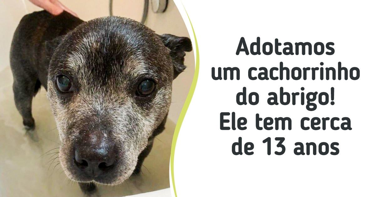 18 Provas de que todo pet merece um lar, independentemente de sua idade ou passado 18 Provas de que todo pet merece um lar, independentemente de sua idade ou passado