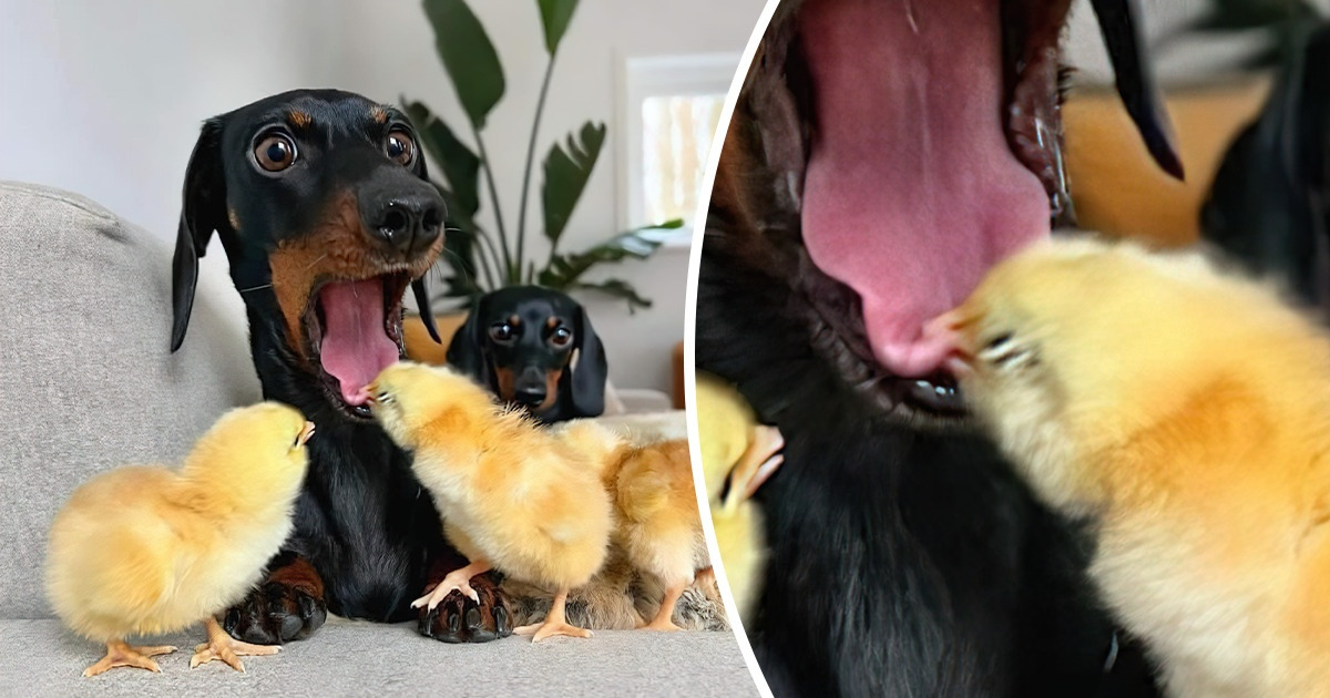 18 Vezes em que animais mostraram seu lado atrevido