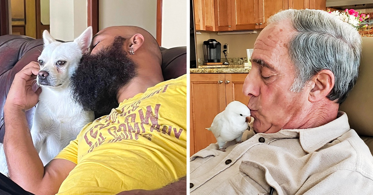 20 Pais que acabaram sendo conquistados pelo amor de um pet mesmo dizendo que não queriam saber deles