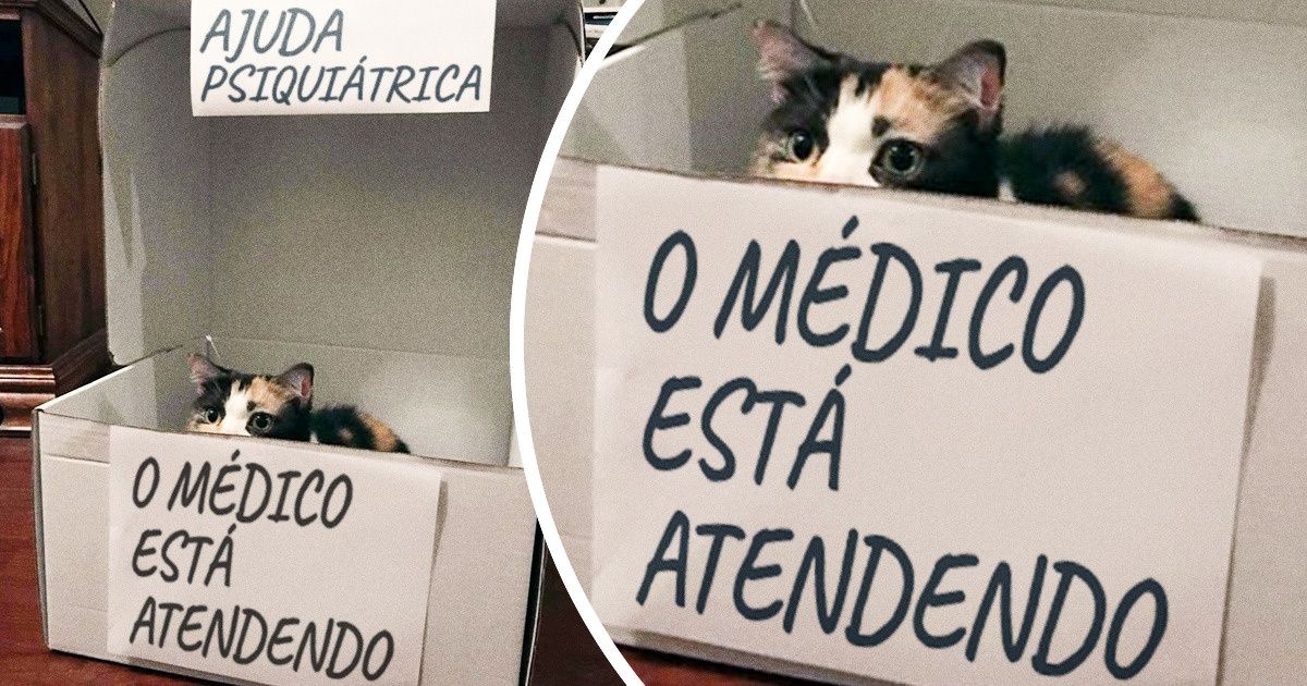 20+ Gatos que encontraram sua verdadeira vocação (pelo menos é o que parece)