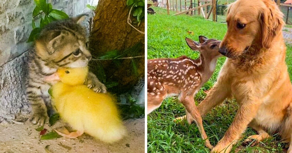 20 Exemplos divertidos de animais que se deram muito bem juntos