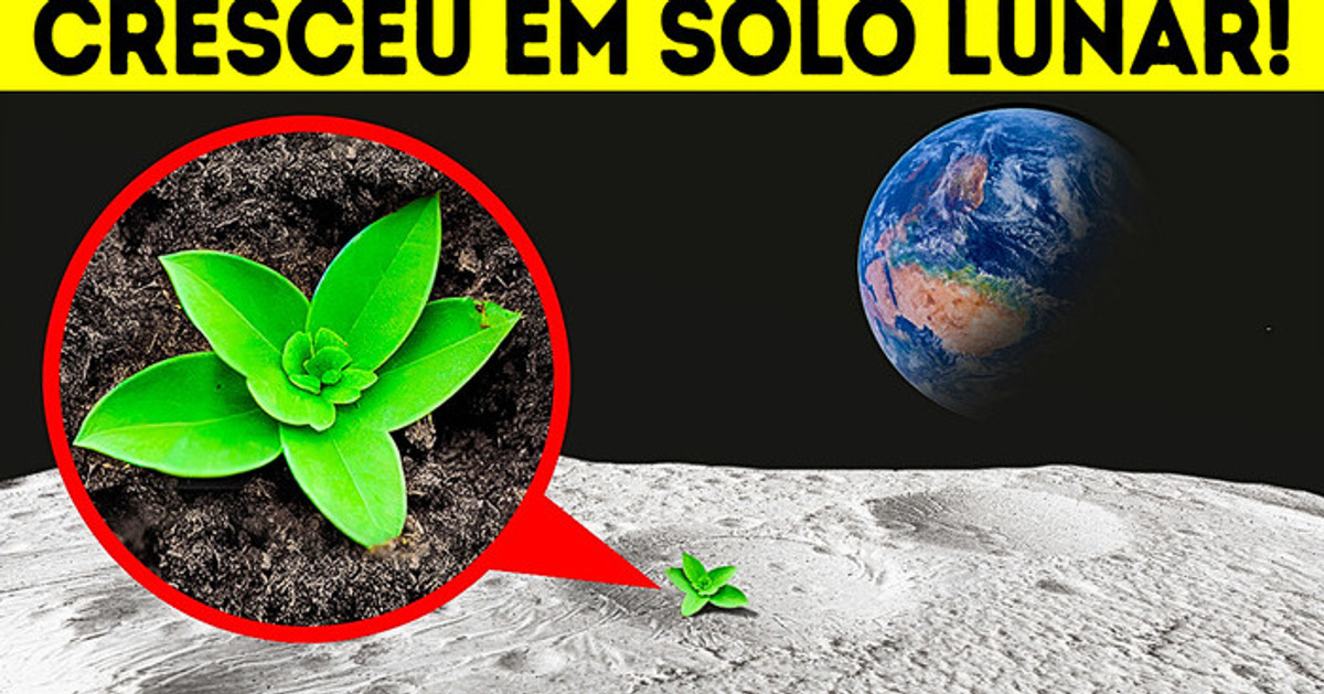 Cientistas Cultivaram Plantas com Sucesso em Solo Lunar Cientistas Cultivaram Plantas com Sucesso em Solo Lunar