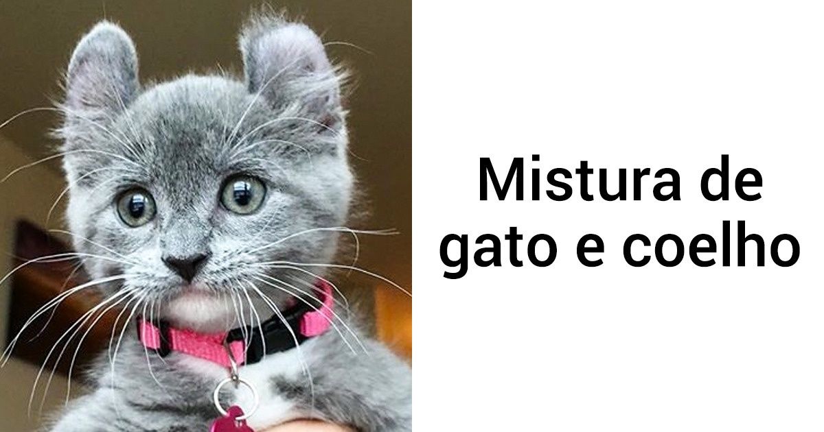 18 Animais diferentes e curiosos capazes de conquistar qualquer um 18 Animais diferentes e curiosos capazes de conquistar qualquer um
