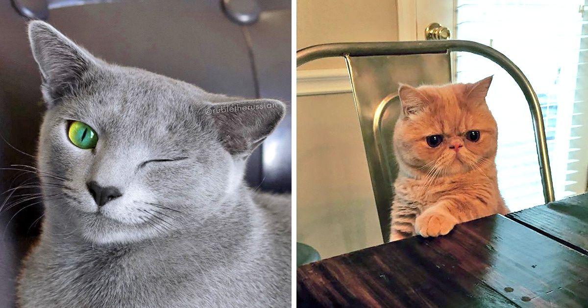 20+ Felinos excêntricos que falharam miseravelmente como gatos