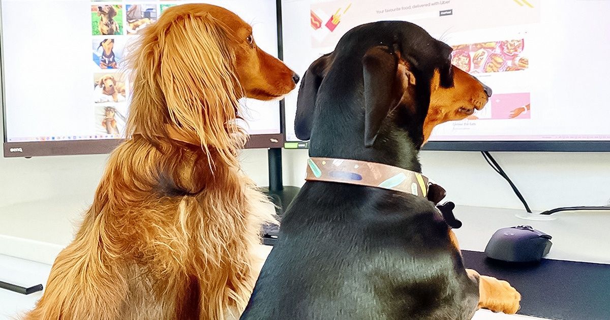 20 Cãezinhos dão ótimos exemplos de como fazer home office da maneira mais fofa