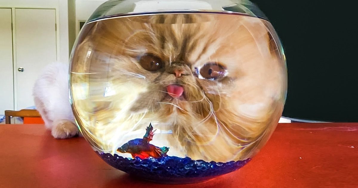 16 Fotos que se tornaram virais graças à sua perspectiva única 16 Fotos que se tornaram virais graças à sua perspectiva única