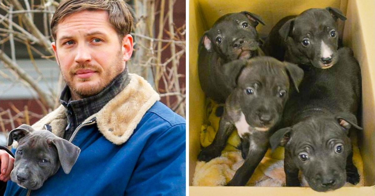 4 Filhotes encontraram um lar graças ao ator Tom Hardy 4 Filhotes encontraram um lar graças ao ator Tom Hardy