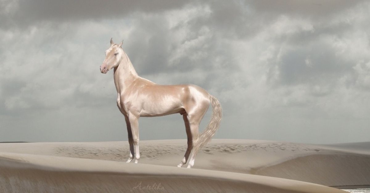 15 Cavalos tão bonitos que o deixarão sem fôlego
