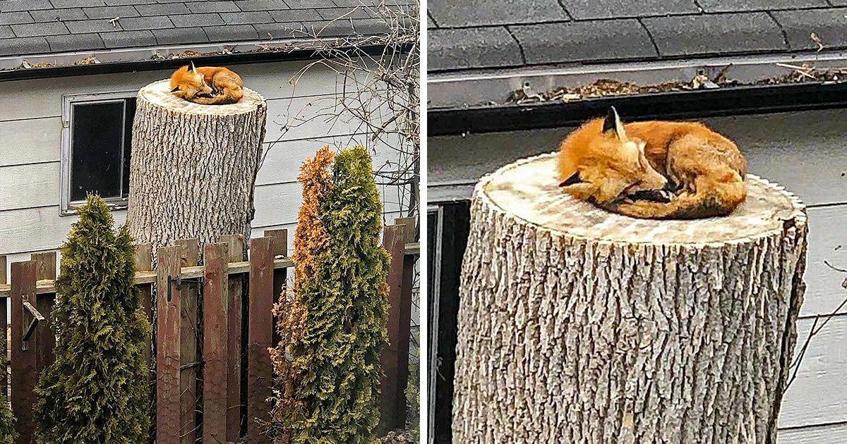 19 Vezes em que os animais foram flagrados no momento certo