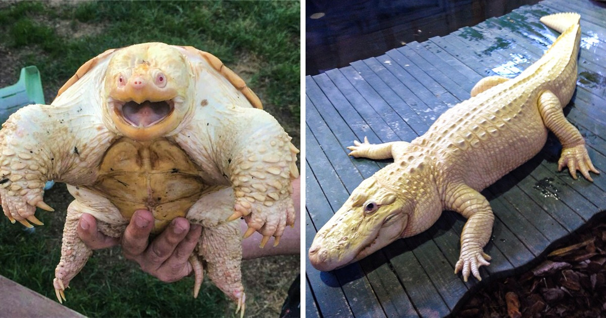 20 Animais albinos que revelam como a Mãe Natureza é capaz de fazer um belo trabalho