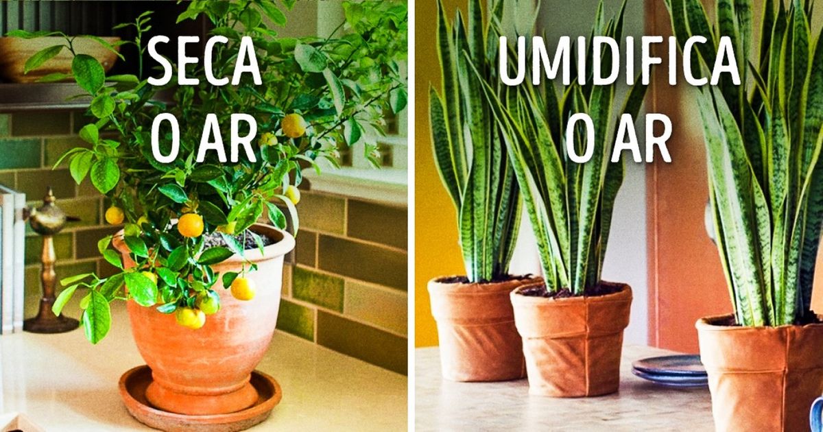 10 plantas para ter um microclima perfeito dentro de casa