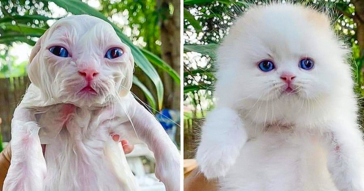 15 Animais que ficaram muito engraçados com os pelos encharcados 15 Animais que ficaram muito engraçados com os pelos encharcados