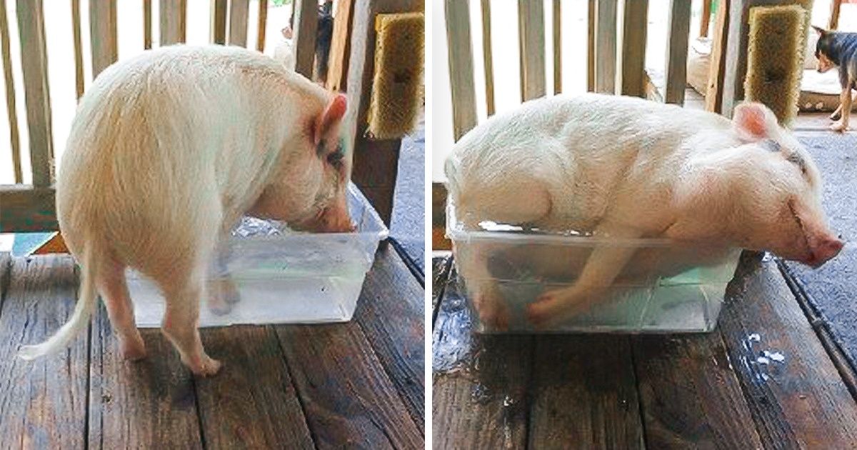 20 Imagens de animais que lutam contra o calor