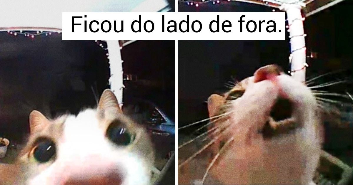 20+ Animais de estimação que são especialistas em alegrar nossos dias com suas peripécias