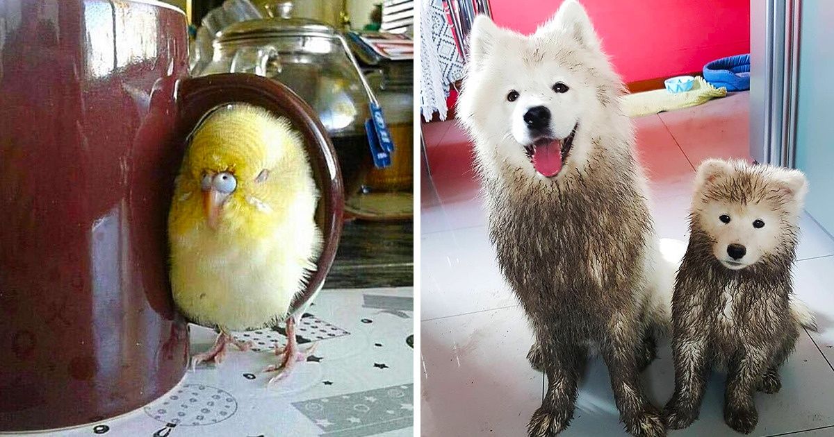 20 Fotos adoráveis de animais fazendo coisas muito estranhas 20 Fotos adoráveis de animais fazendo coisas muito estranhas