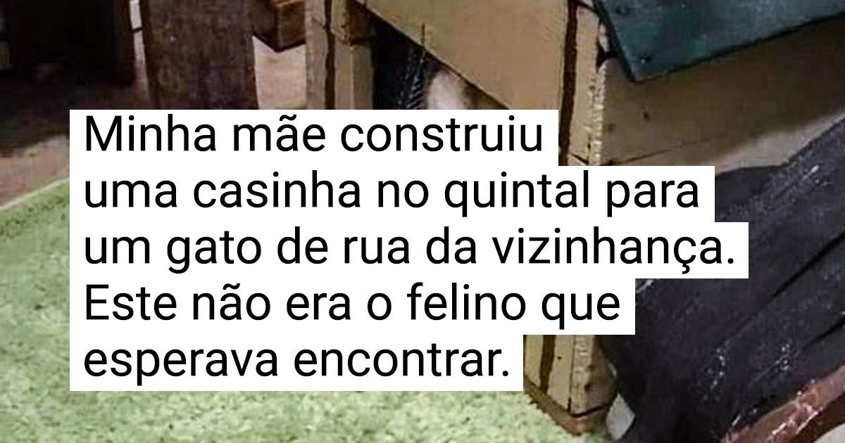 15 Animais intrusos que aparecem onde menos se espera e alegram nosso dia