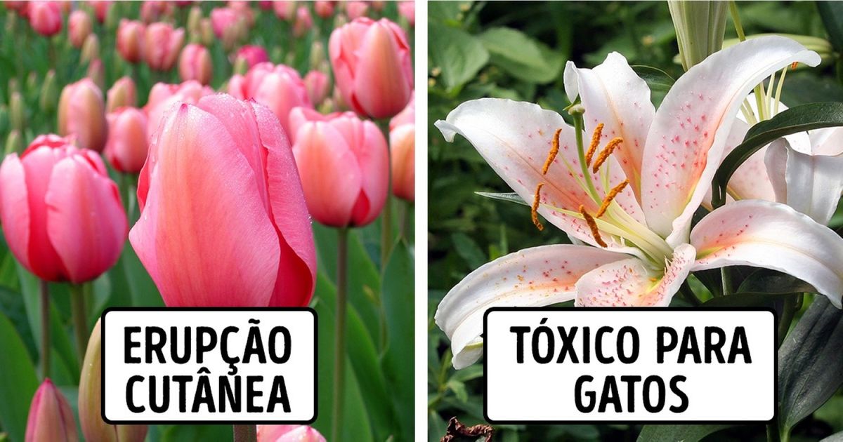 12 Plantas de casa que podem ser perigosas para crianças e pets