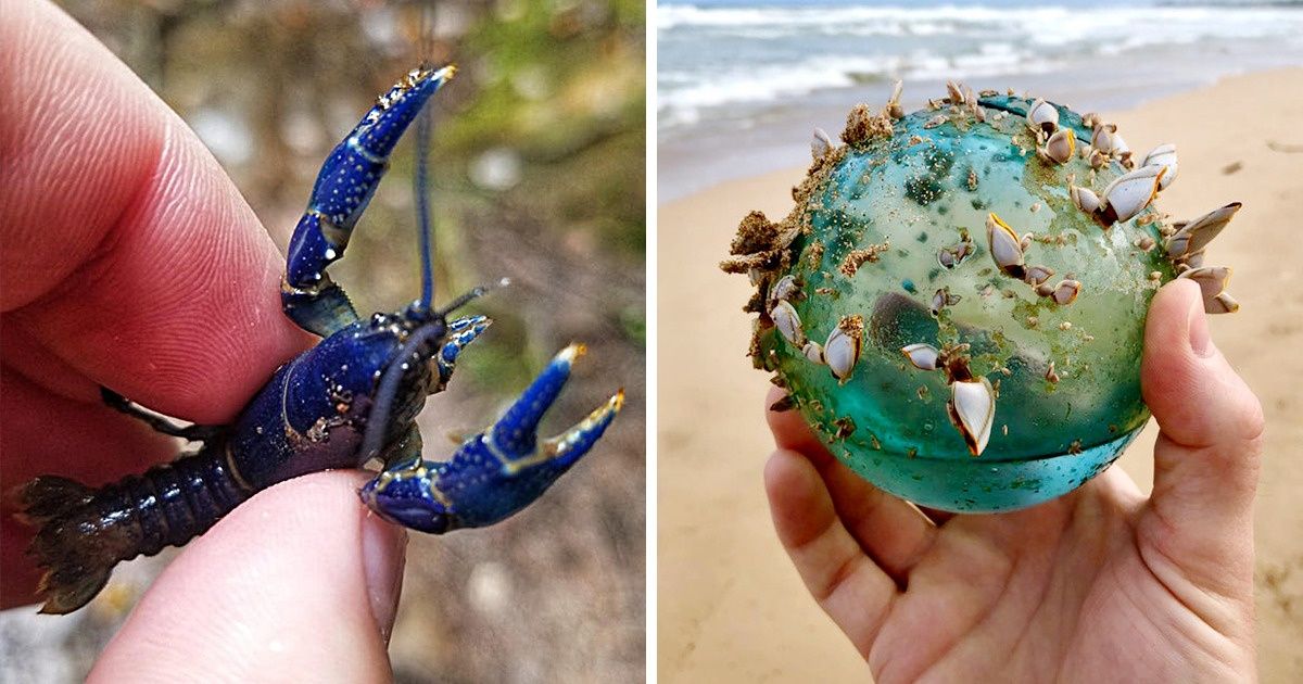 Pessoas mostram as coisas mais inacreditáveis que já tiveram nas mãos