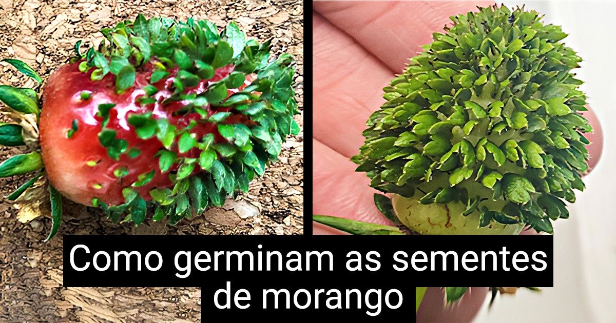 20 Momentos em que a natureza nos impressionou mais uma vez