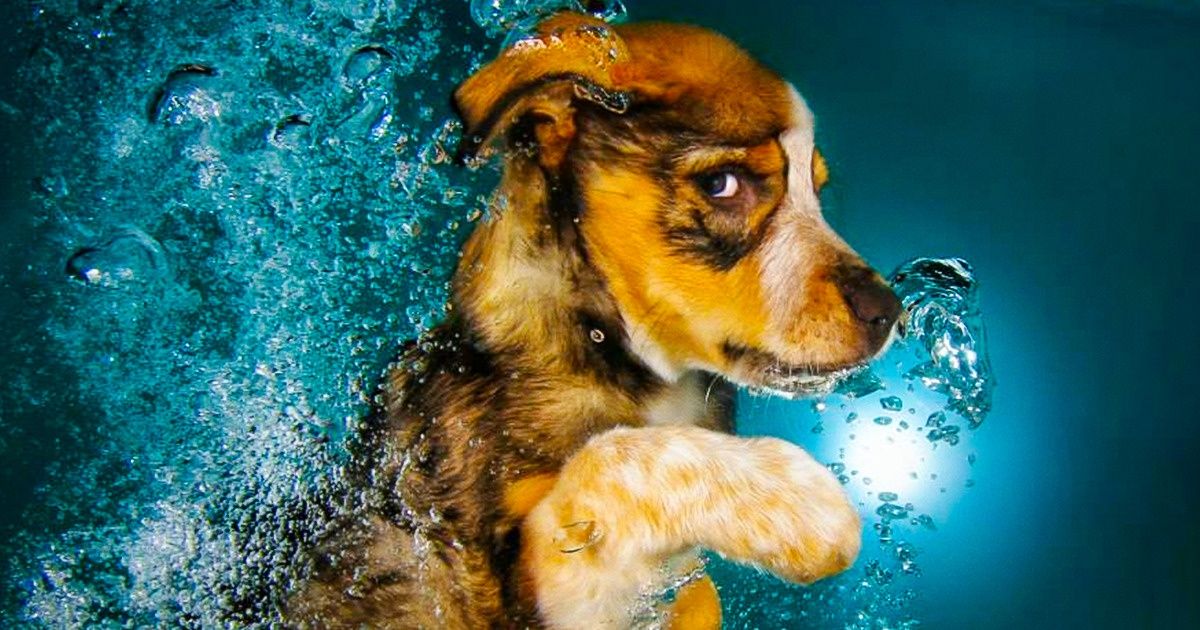 “Cachorros submarinos”, um original projeto fotográfico de cachorros embaixo d’água “Cachorros submarinos”, um original projeto fotográfico de cachorros embaixo d’água