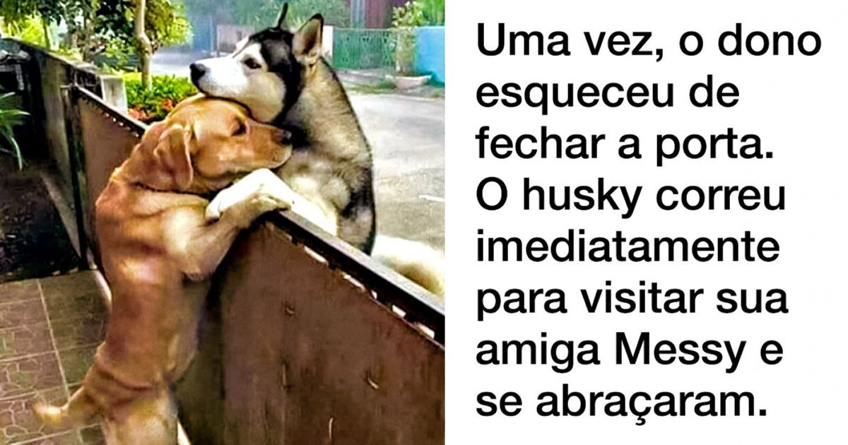 Os animais comprovam que não existem barreiras para a amizade