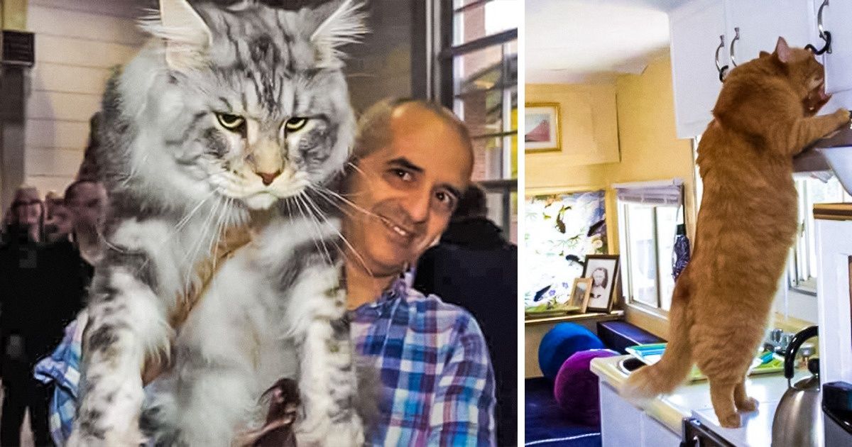 6 Raças de gatos domésticos tão grandes que não ficam devendo nada aos seus parentes selvagens