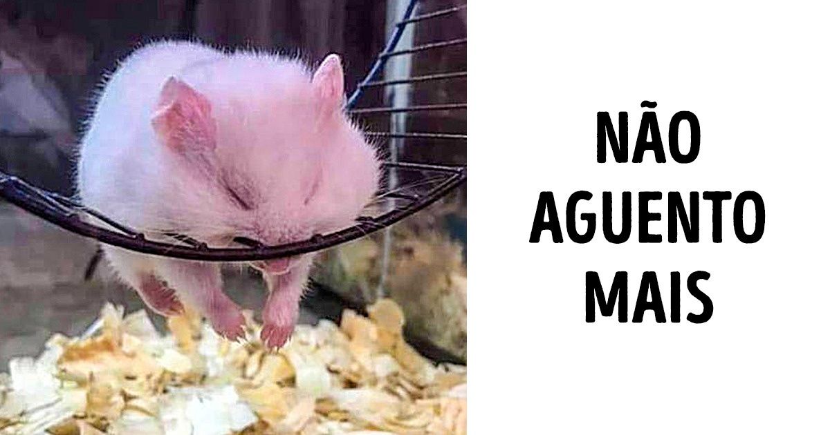 20+ Animais que foram flagrados por câmeras e se tornaram verdadeiros sucessos da Internet 20+ Animais que foram flagrados por câmeras e se tornaram verdadeiros sucessos da Internet