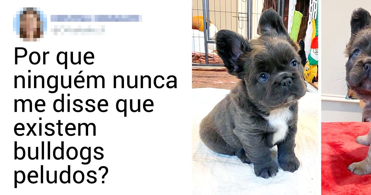 20+ Cachorrinhos que sabem conquistar o que querem