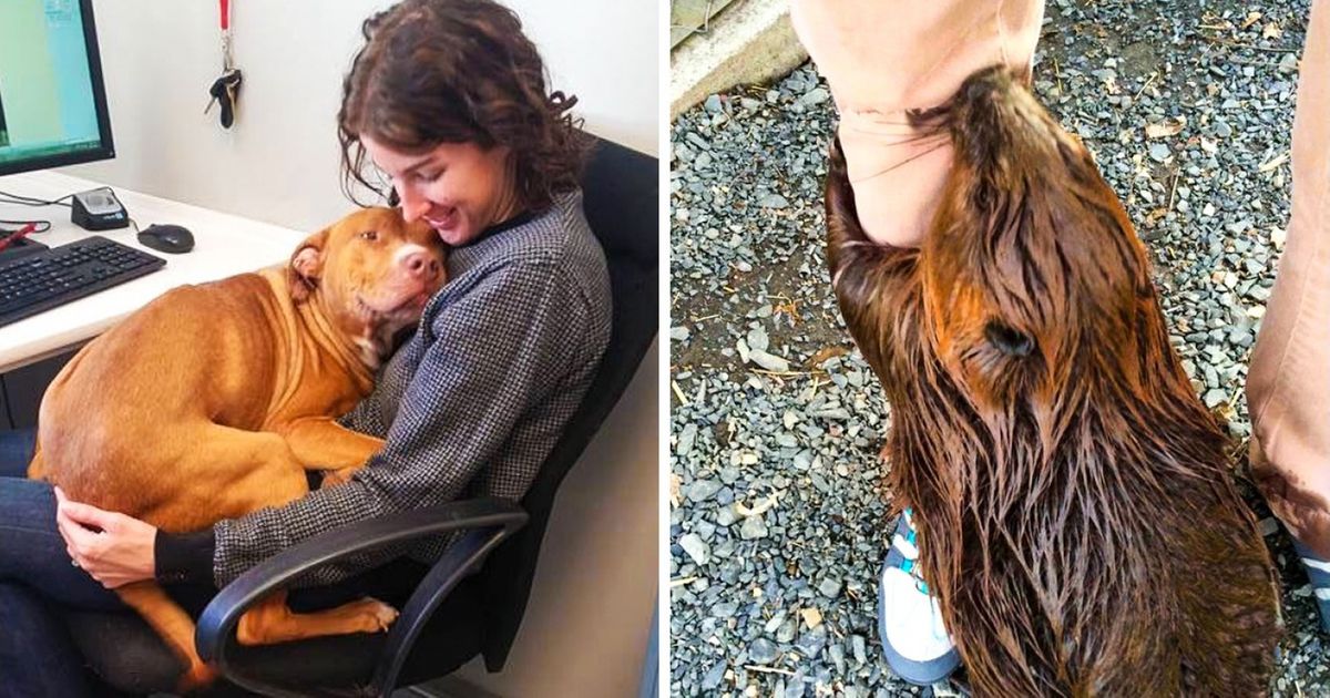 Os voluntários em abrigos de animais de rua nunca se entediam, as fotos provam isso