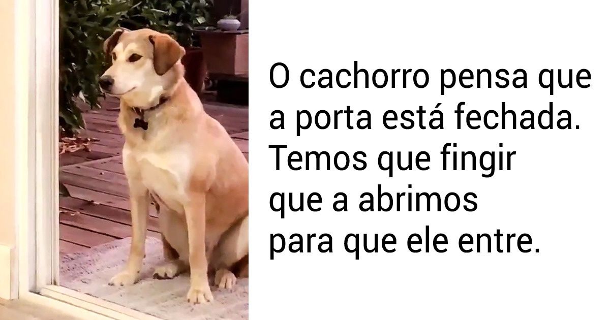 20 Fotos de animais que se convertem num antídoto para quem teve um dia triste