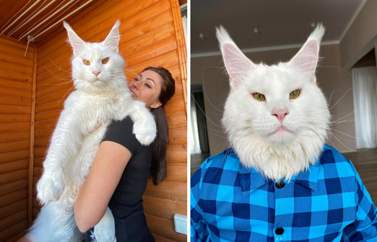 O gato gigante de 12 quilos que confunde até os visitantes: “Acham que é um cachorro”