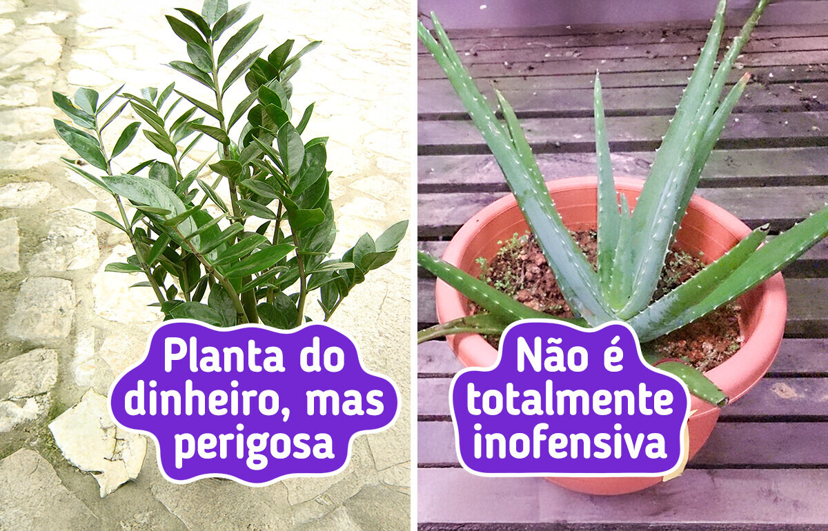 14 Plantas populares que são mais perigosas do que aparentam 14 Plantas populares que são mais perigosas do que aparentam