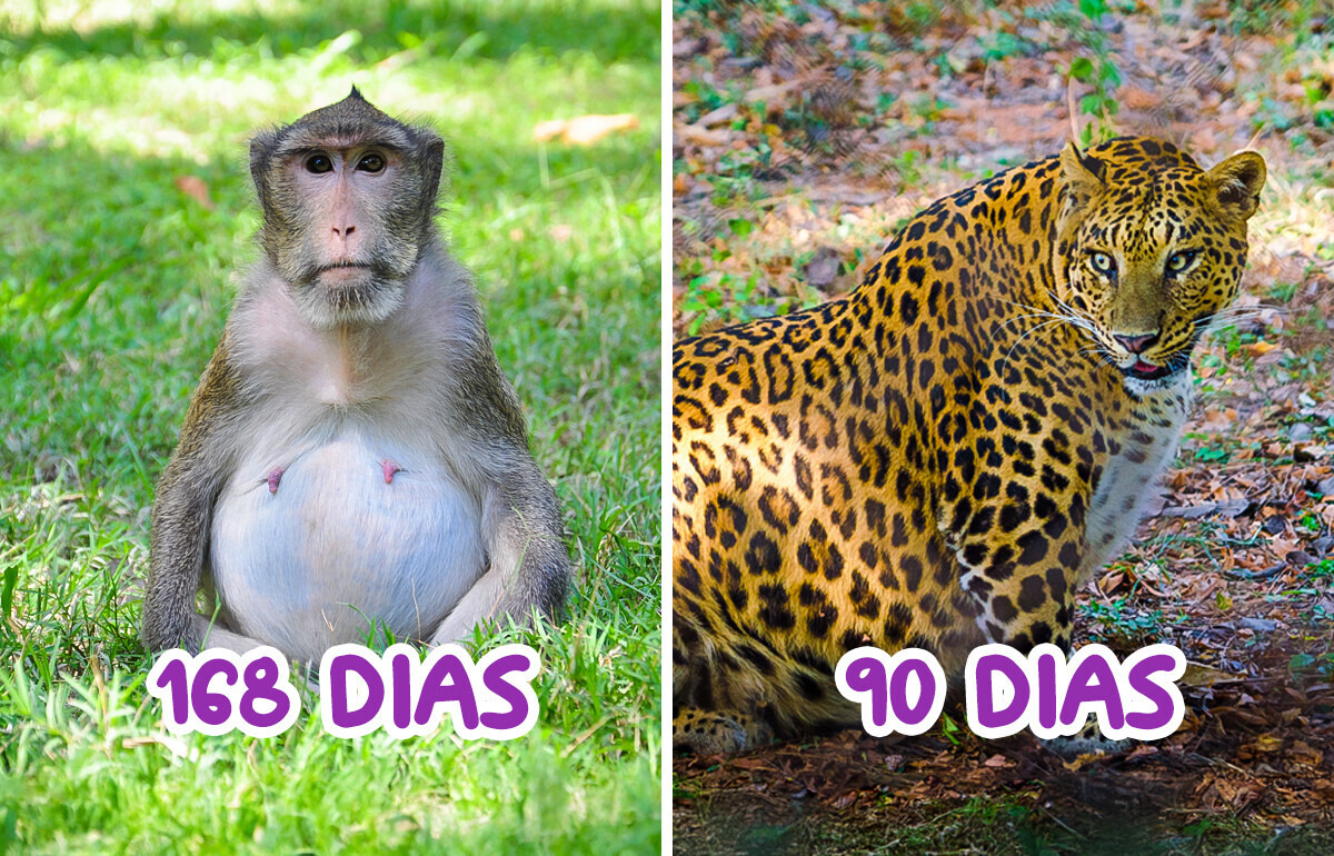 20 Ciclos de gestação no mundo animal que parecem obra de ficção 20 Ciclos de gestação no mundo animal que parecem obra de ficção