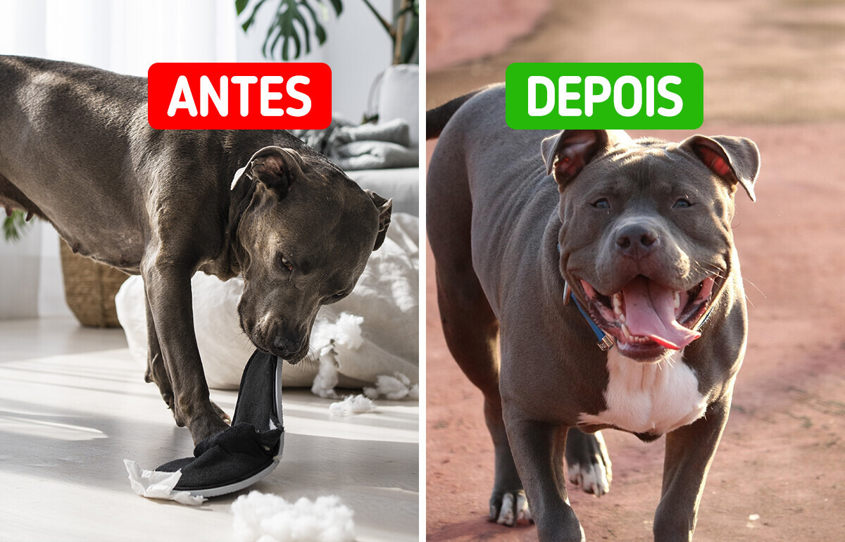 10 Jogos criativos para ensinar e cansar o seu cão de forma divertida