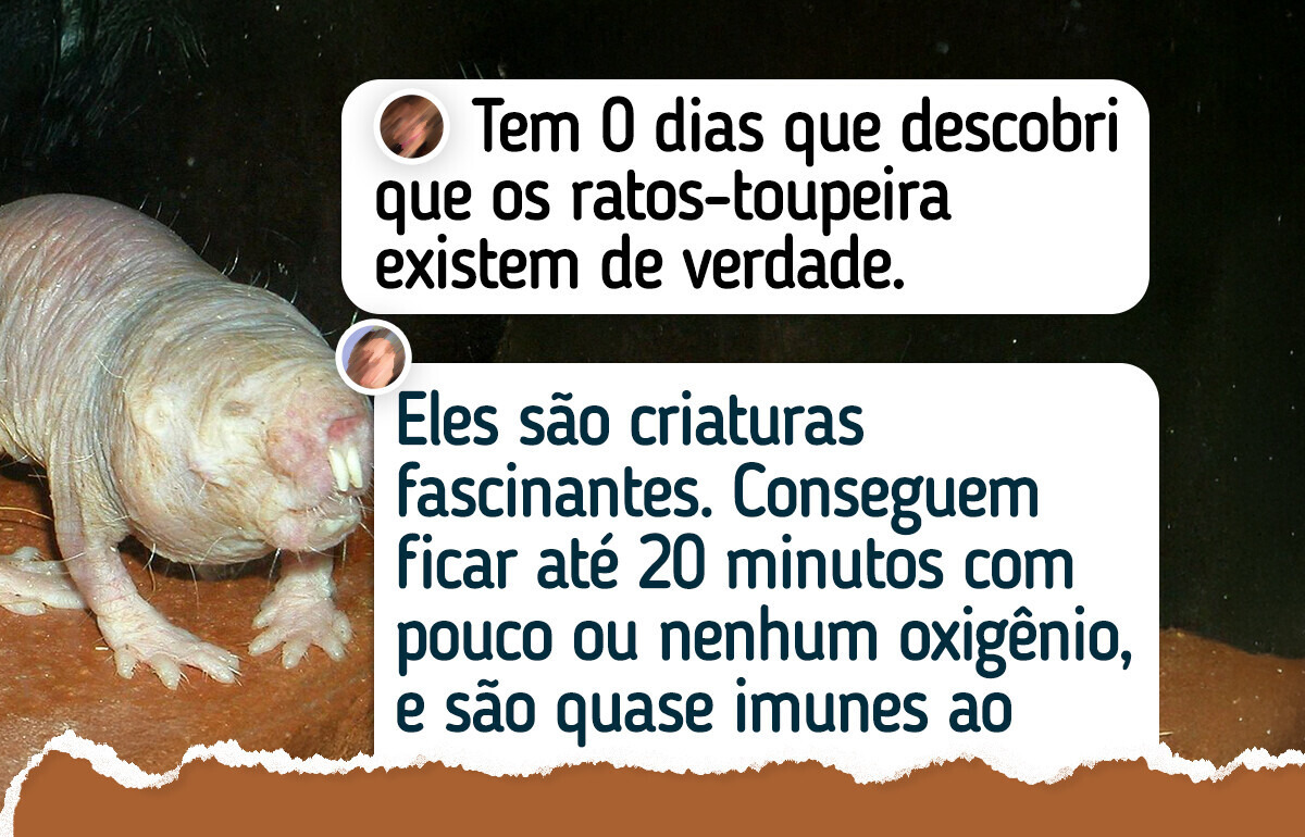 10 Criaturas esquisitas que impressionam no visual, mas são totalmente pacíficas