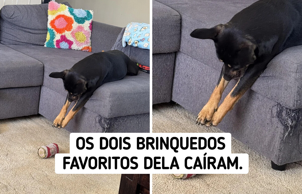 16 Animais de estimação mais mimados do que a própria realeza