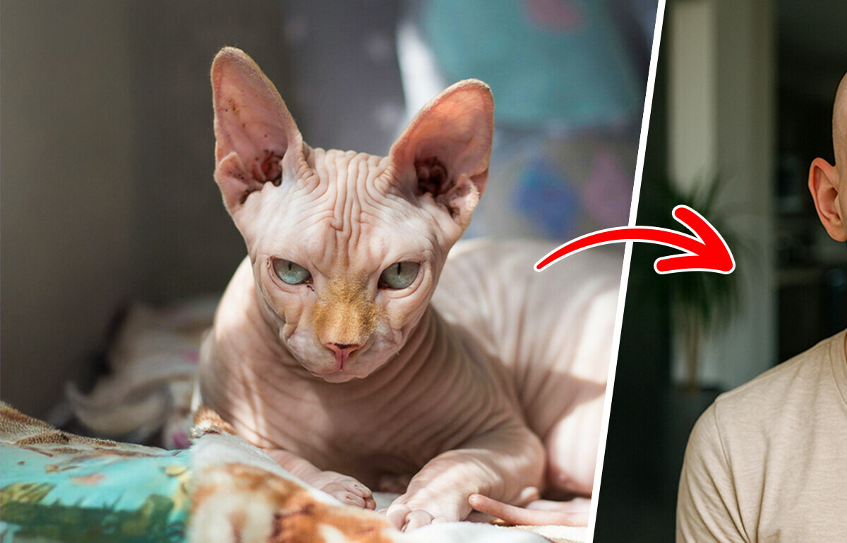 Como seriam 10 raças de gatos famosas se fossem gente