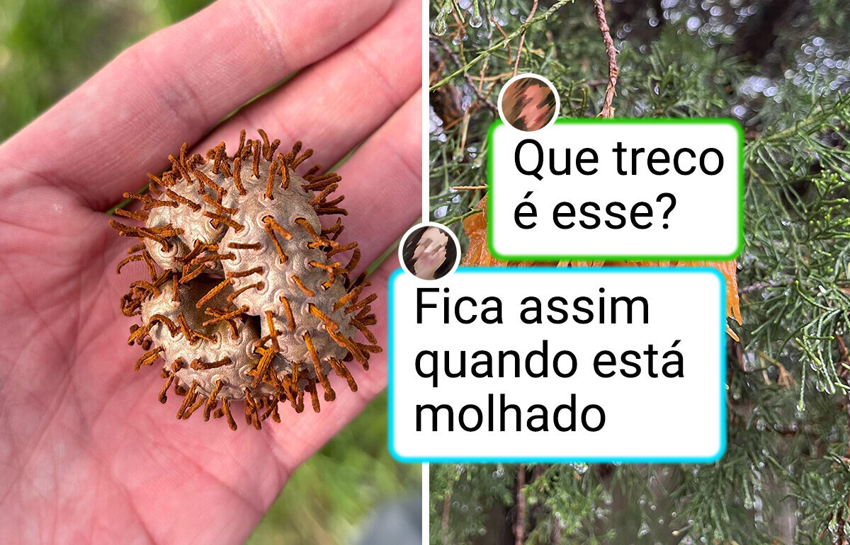 14 Surpresas naturais que deixaram todo mundo de boca aberta