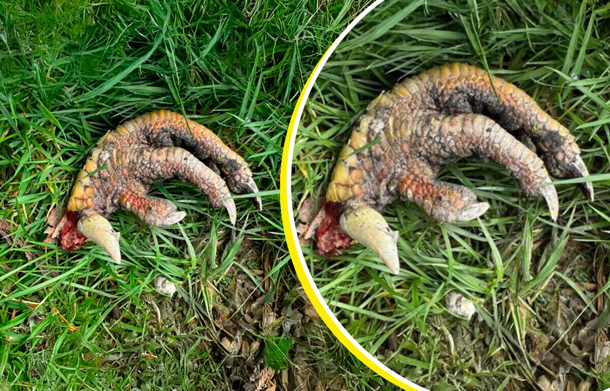 Essa mulher foi passear perto de casa e encontrou uma “garra de dinossauro”