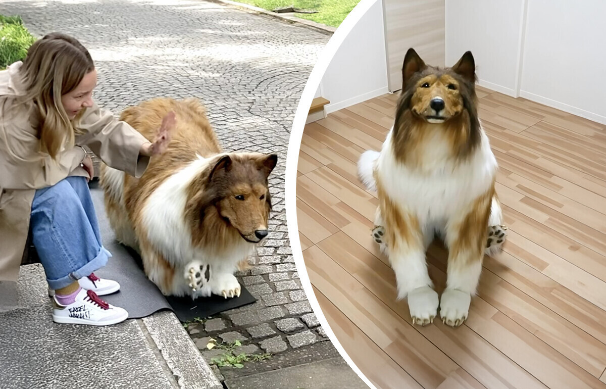 Cansado da vida humana, ele gastou uma fortuna e virou um cachorro