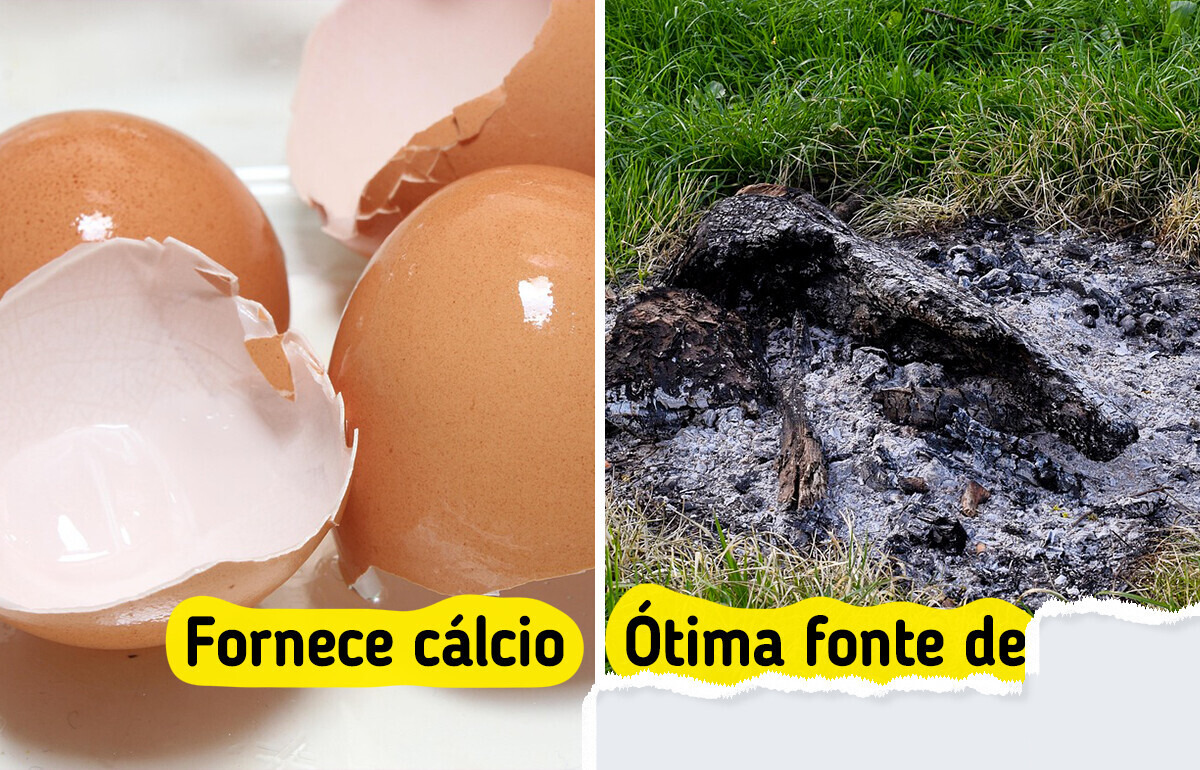 11 Truques caseiros para cuidar das suas plantas e mantê-las saudáveis o ano todo
