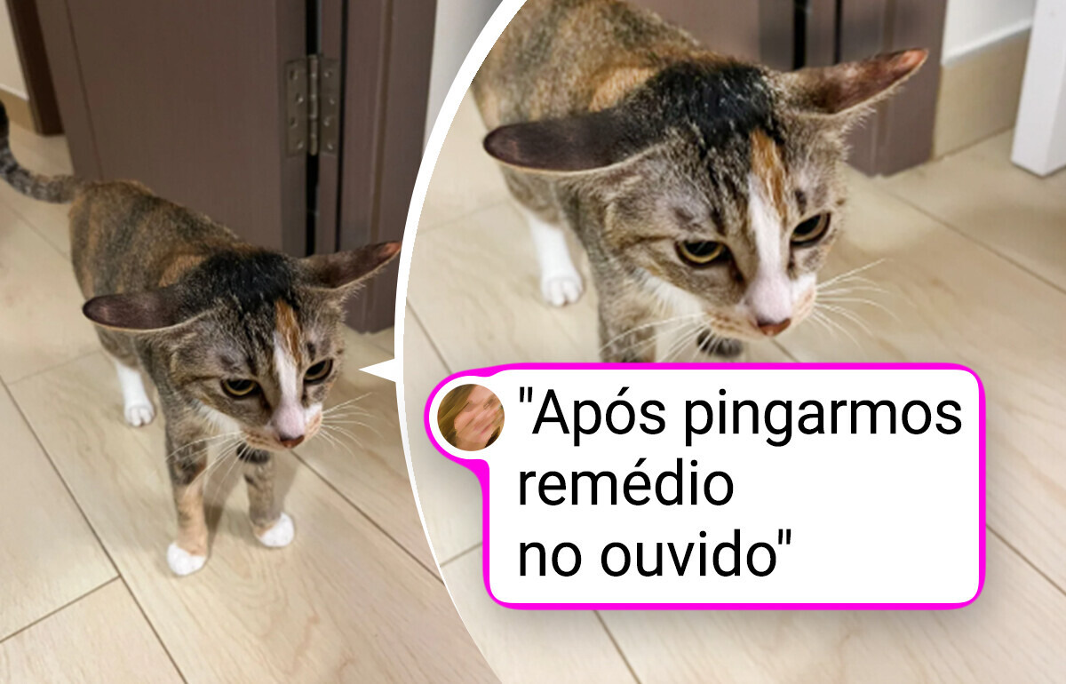 20+ Pets pegos no flagra que mereciam um troféu em vez de uma bronca