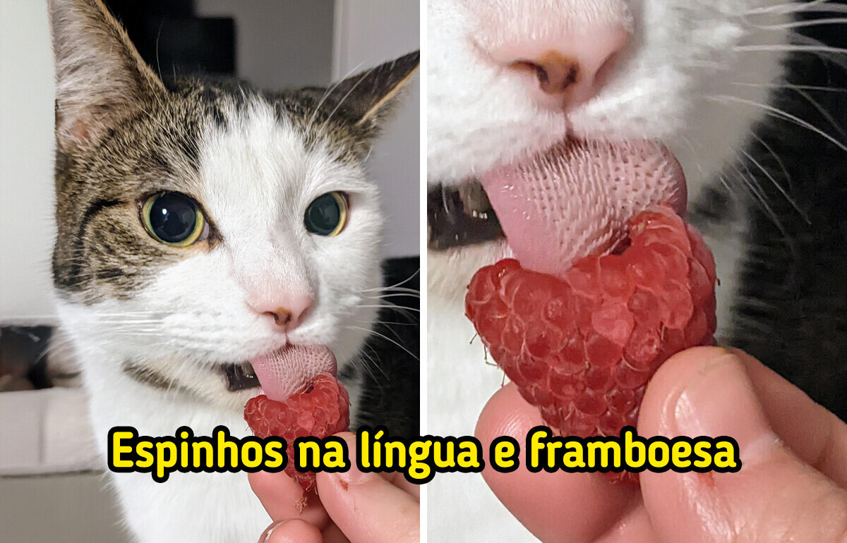 15 Fotos que revelam segredos escondidos nas coisas mais simples