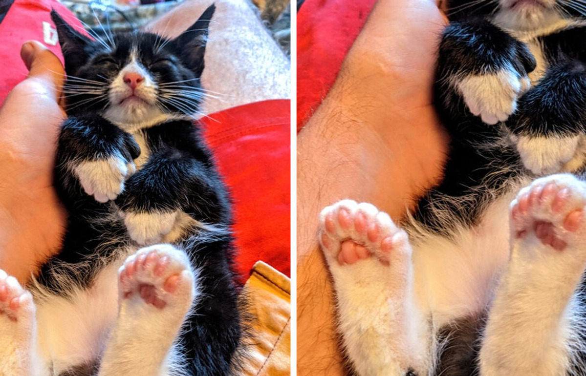 16 Bichinhos com um visual único e um charme impossível de ignorar