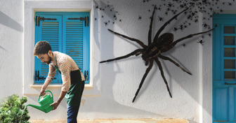 E se, um dia, aranhas gigantes ocupassem sua cidade