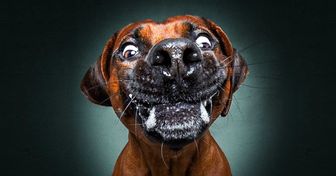 Fotógrafo clica cachorros comendo seus petiscos preferidos e suas expressões não têm preço