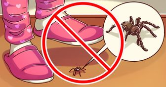 10 Insetos e aranhas que não devemos matar