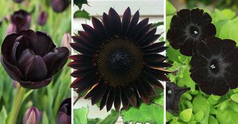 15+ Flores em tons escuros para dar ao seu jardim um toque gótico